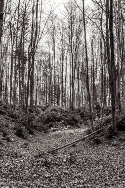 Güzel bir ormanın siyah beyaz fotoğrafı