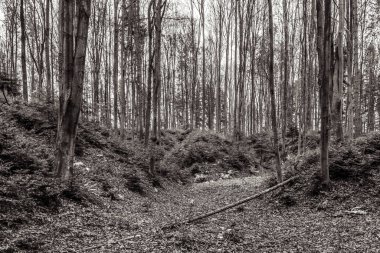 Ormandaki bir ağacın gri tonlu görüntüsü.