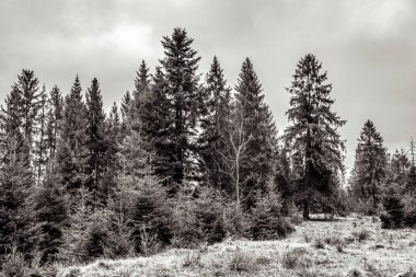 Kışın çam ağacı