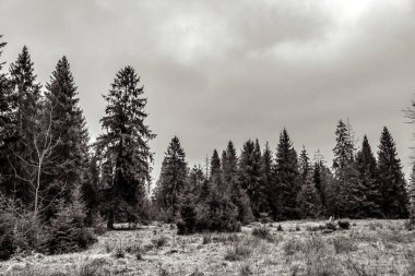 Karlı güzel sonbahar ormanı