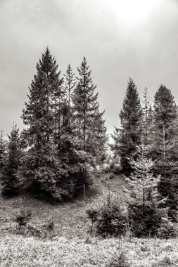 Güzel orman manzarası. seyahat kavramı