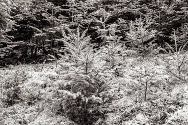 siyah ve beyaz güzel manzara, siyah ve beyaz