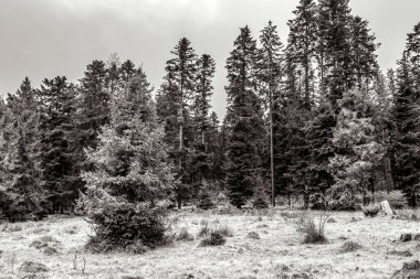 Kış mevsiminde çam ormanı. siyah ve beyaz.