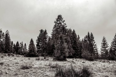 çam ağacı orman manzarası