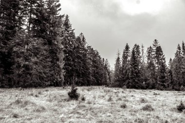Güzel bir çam ormanının siyah beyaz resmi