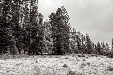 Ormanın güzel manzarası