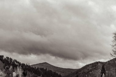Ormandaki Karpat Dağları 'nın siyah beyaz fotoğrafı.