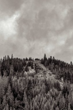 Çam ormanlı güzel bir manzara.