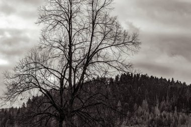 Kış manzarasında ağaç