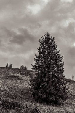 Ağaçlar ve ormanlarla dolu güzel bir manzara.
