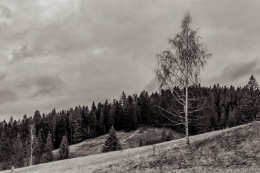 bir dağın siyah ve beyaz manzarası