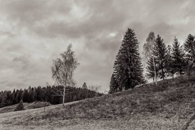 ormanda siyah ağaçlar.