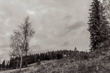 Dağlardaki çam ağaçları ve ormanın siyah beyaz fotoğrafı