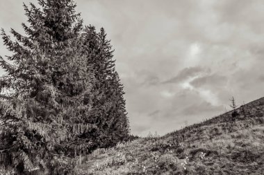 Güzel sonbahar ağaçları, siyah beyaz fotoğraf, Slovakya