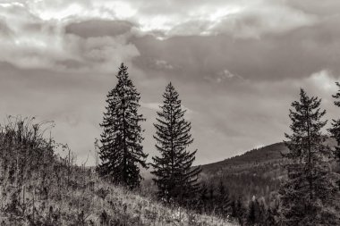 Ormanı olan güzel bir sonbahar manzarası