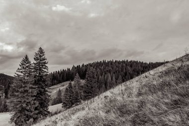 Karpatlar 'daki bir dağın gri tonlu görüntüsü.