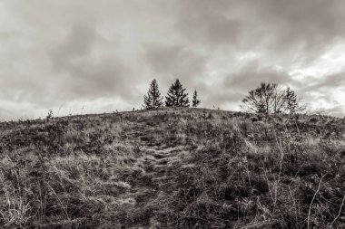 sonbaharda siyah beyaz manzara