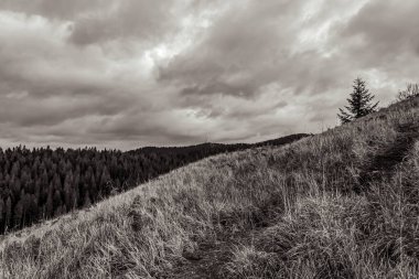 Karpatların sonbahar ormanlarındaki güzel manzarası. Kara Dağlar.