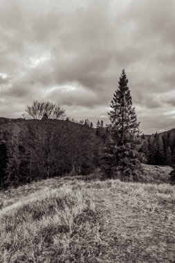 Ormanın ortasındaki ağaçların gri tonlu bir görüntüsü.
