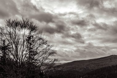 Karlı güzel kış manzarası - ağaçlarla kaplı