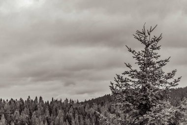 Çam ağacının kış ormanındaki siyah beyaz fotoğrafı