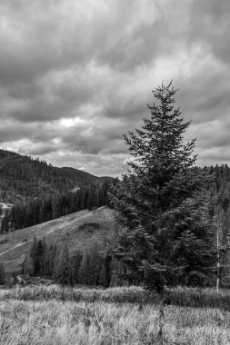 Kara ve beyaz bulutlar ormanın üzerinde Karpatlar 'da