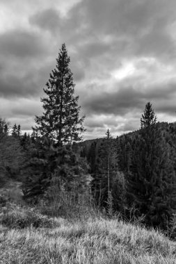 Dağlardaki çam ağaçlarının siyah beyaz fotoğrafı