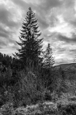 Güzel bir manzaranın siyah beyaz fotoğrafı