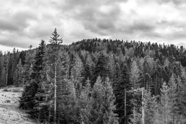 Ormandaki bir dağ manzarasının siyah beyaz fotoğrafı