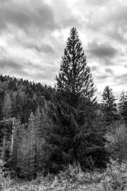 Dağlardaki bir ormanın siyah ve beyaz görüntüsü