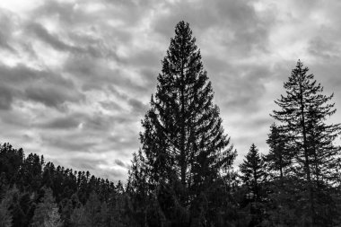 Gökyüzü bulutlu ormanda siyah ve beyaz çam ağaçları