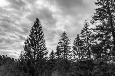 Bulutlu bir arka planı olan güzel bir ağaç görüntüsü.