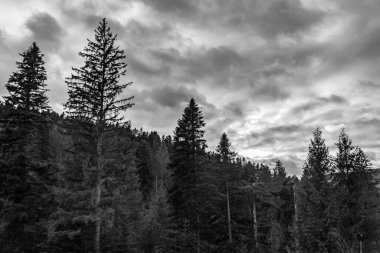 Bulutlu bir gökyüzünün altındaki ağaçların güzel bir görüntüsü.