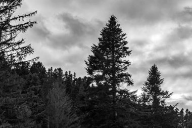Slovakya 'daki siyah ve beyaz çam ormanları