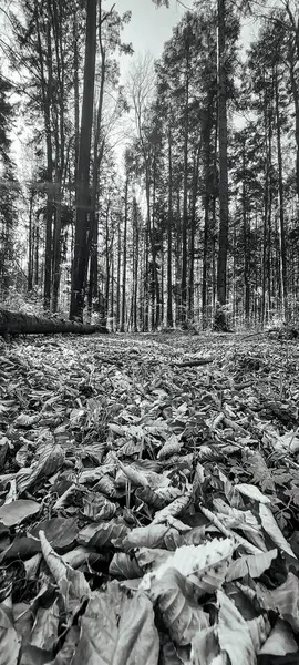 siyah ve beyaz arka plan, yapraklar, sonbahar ormanındaki ağaçlar