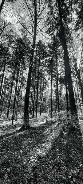 Parktaki genç bir çiftin siyah beyaz fotoğrafı.