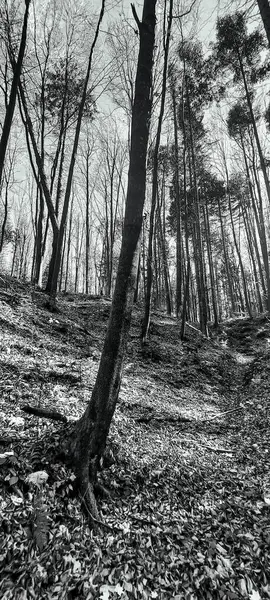 Ormandaki ağaçlı güzel bir manzaranın siyah beyaz fotoğrafı.