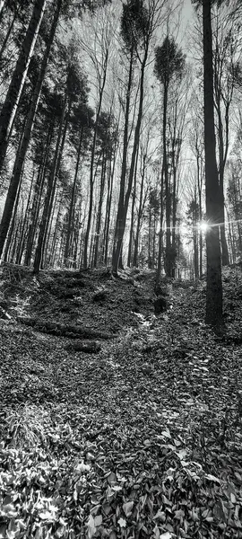 Orman ve ağaçların siyah ve beyaz görüntüsü