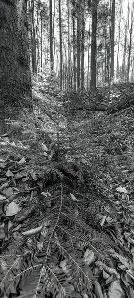 Güzel sonbahar ormanı, doğa ve bitki örtüsü