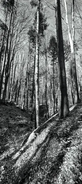 Ormanın güzel manzarası