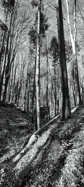 прекрасный вид на лес