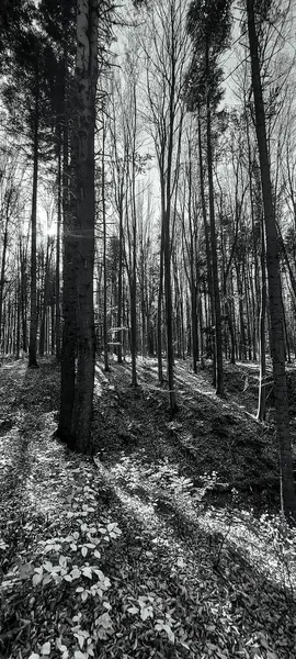 Ormanın parktaki siyah ve beyaz manzarası