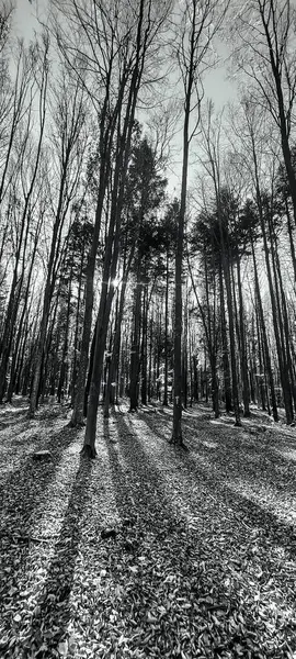 Ormanın güzel manzarası