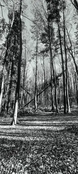 Ormandaki bir ağacın siyah beyaz fotoğrafı.