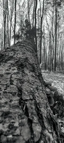 Ormandaki eski tahta kütük