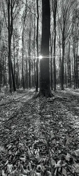 sonbahar ağaçları ve ormanlar