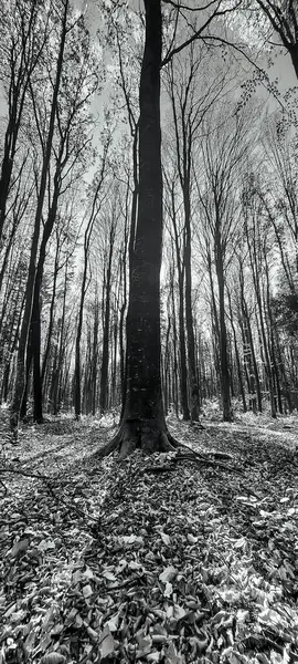 Sonbahar ormanındaki ağaçların siyah ve beyaz görüntüsü