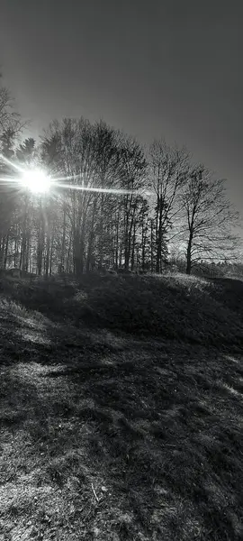 Ağaçlar ve ormanlarla dolu güzel bir manzara.
