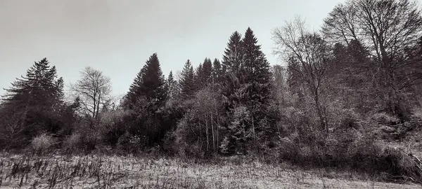 Sonbaharda ormandaki ağaçlar.