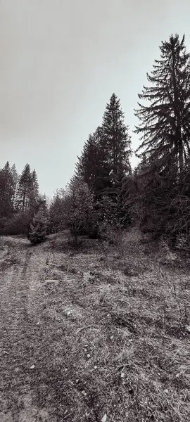 Dağlardaki ormanın güzel manzarası